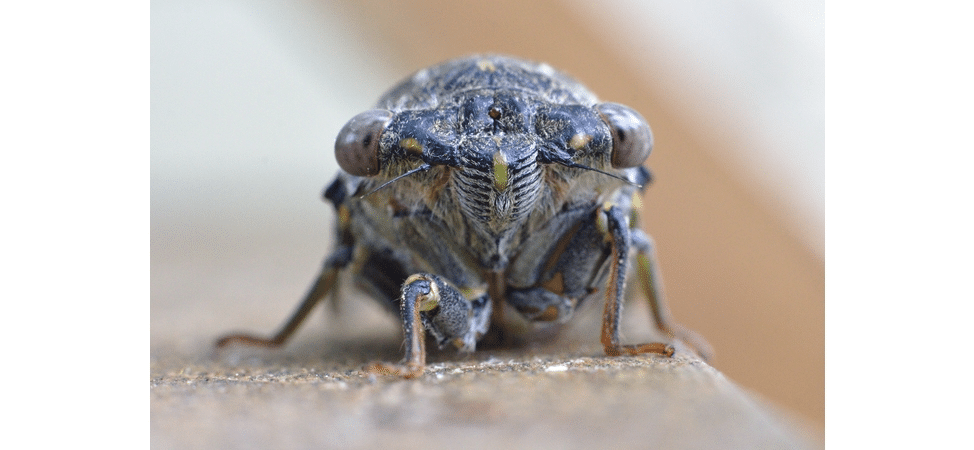 The “Actionable” Cricket The “Actionable” Cricket