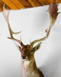 hunting trophies deer