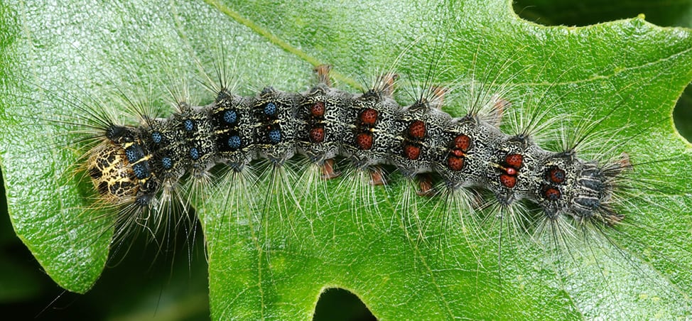 Gypsy Moth Larvae Gypsy Moth Larvae