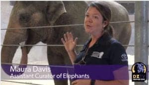 Billy the elephant painting