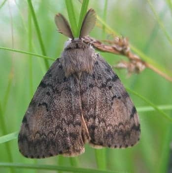 Gypsy Moth Quarantine