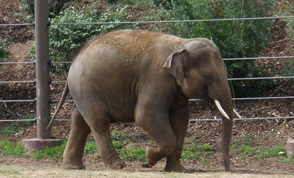 Billy the elephant Billy the elephant