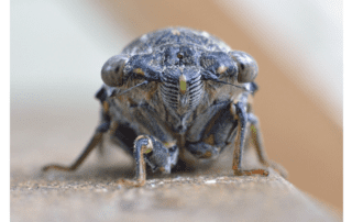 The “Actionable” Cricket