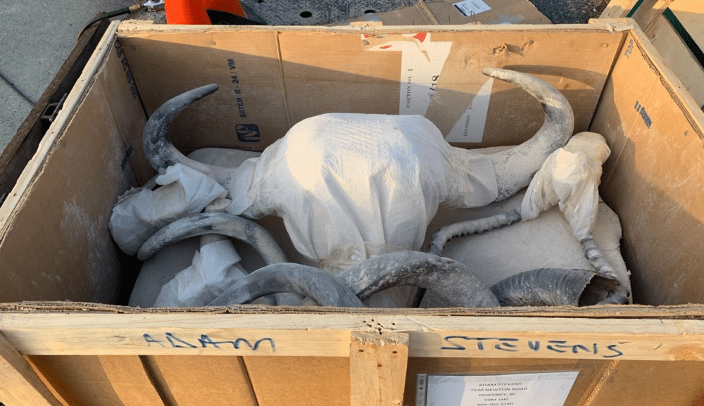 edited-image Are you planning to import hunting trophies through Atlanta